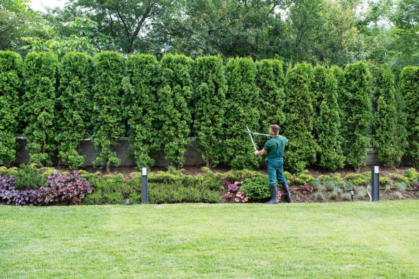 Best Lawn Watering Services  in Shamokin Dam, PA